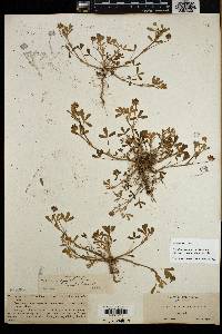 Trifolium depauperatum image