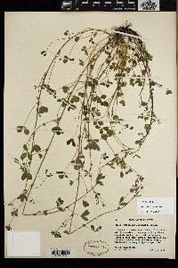 Trifolium variegatum image