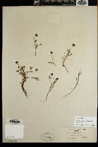 Trifolium depauperatum var. depauperatum image