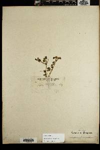 Trifolium microcephalum image