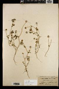 Trifolium microcephalum image