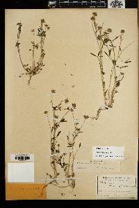Trifolium oliganthum image