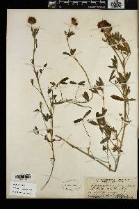 Trifolium wormskioldii image