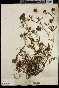 Trifolium willdenovii image