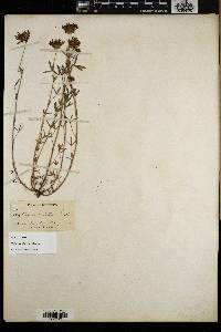 Trifolium willdenovii image