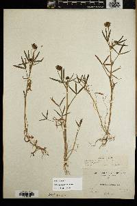 Trifolium willdenovii image