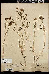 Trifolium willdenovii image