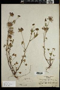 Trifolium willdenovii image