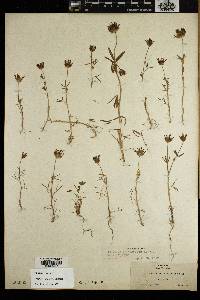 Trifolium willdenovii image