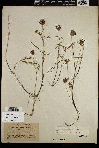 Trifolium willdenovii image