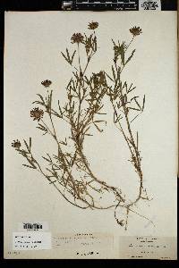 Trifolium willdenovii image