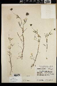 Trifolium willdenovii image