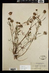 Trifolium willdenovii image