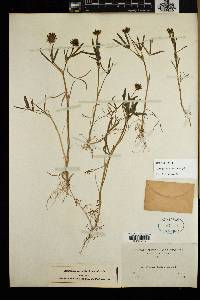 Trifolium willdenovii image