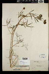 Trifolium willdenovii image