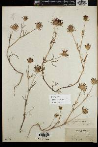 Trifolium willdenovii image