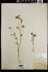 Trifolium willdenovii image
