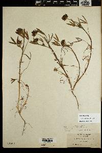Trifolium willdenovii image
