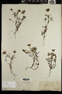 Trifolium willdenovii image