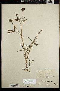 Trifolium willdenovii image