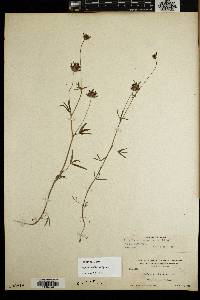 Trifolium willdenovii image