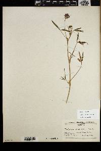 Trifolium willdenovii image