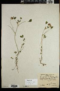 Trifolium cyathiferum image
