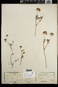 Trifolium cyathiferum image