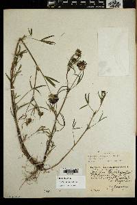 Trifolium willdenovii image
