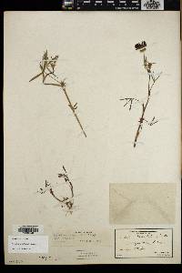 Trifolium willdenovii image