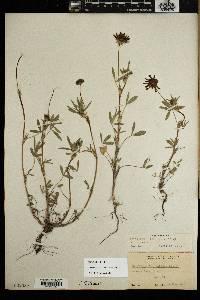 Trifolium willdenovii image