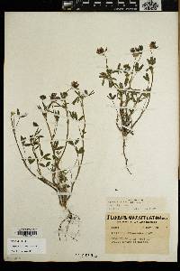 Trifolium willdenovii image