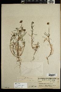 Trifolium willdenovii image