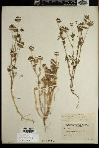 Trifolium willdenovii image
