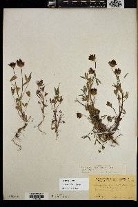 Trifolium willdenovii image