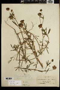 Trifolium willdenovii image