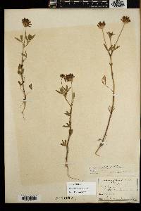 Trifolium willdenovii image