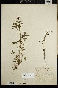Trifolium willdenovii image