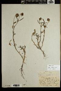 Trifolium willdenovii image