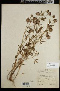 Trifolium willdenovii image