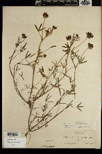 Trifolium willdenovii image