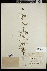 Trifolium willdenovii image