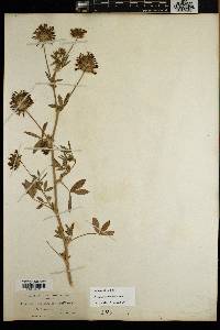 Trifolium obtusiflorum image