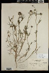 Trifolium willdenovii image