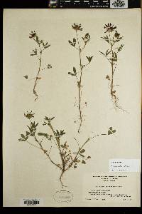 Trifolium willdenovii image