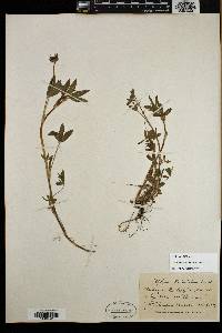Trifolium willdenovii image