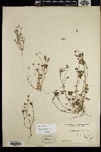 Trifolium variegatum image