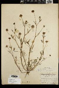Trifolium willdenovii image