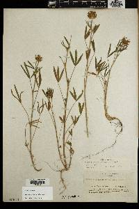 Trifolium willdenovii image