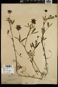Trifolium willdenovii image
